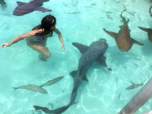Compass Cay Bahamas Swim with the sharks          